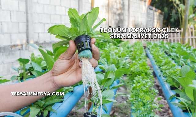 1 Dönüm Topraksız Çilek Sera Maliyeti 2025