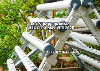 1 Dönüm Topraksız Çilek Sera Maliyeti 2025