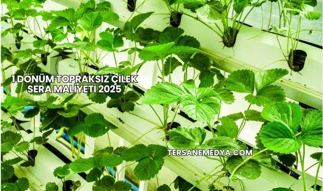 1 Dönüm Topraksız Çilek Sera Maliyeti 2025