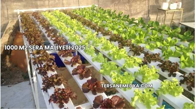 1000 m2 Sera Maliyeti 2025