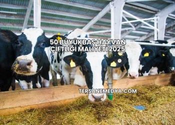 50 Büyükbaş Hayvan Çiftliği Maliyeti 2025