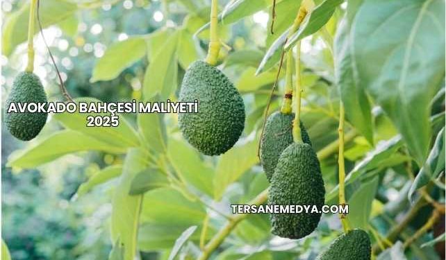Avokado Bahçesi Maliyeti 2025