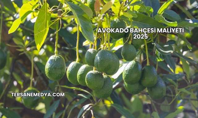 Avokado Bahçesi Maliyeti 2025