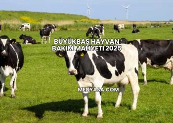 Büyükbaş Hayvan Bakım Maliyeti 2025