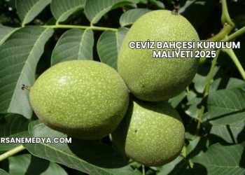 Ceviz Bahçesi Kurulum Maliyeti 2025