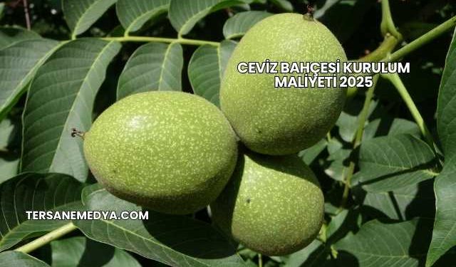Ceviz Bahçesi Kurulum Maliyeti 2025