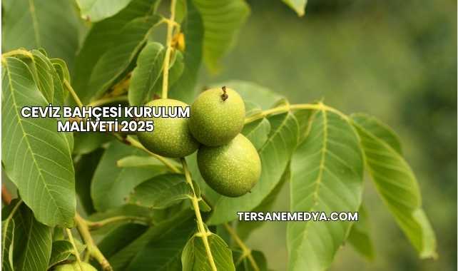 Ceviz Bahçesi Kurulum Maliyeti 2025