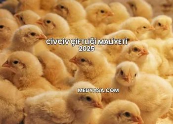 Civciv Çiftliği Maliyeti 2025