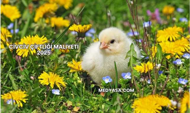 Civciv Çiftliği Maliyeti 2025