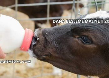 Dana Besleme Maliyeti 2025