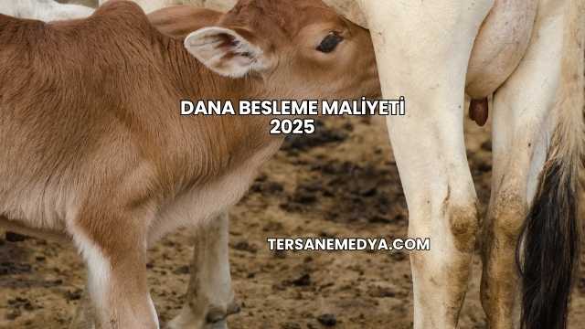Dana Besleme Maliyeti 2025