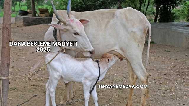 Dana Besleme Maliyeti 2025