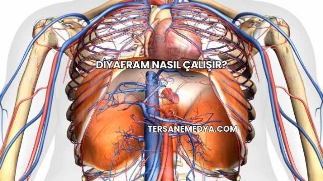 Diyafram Nasıl Çalışır?