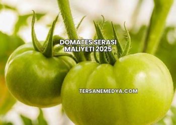 Domates Serası Maliyeti 2025