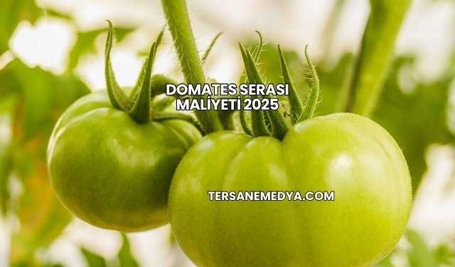 Domates Serası Maliyeti 2025