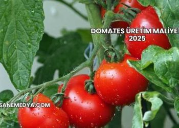 Domates Üretim Maliyeti 2025