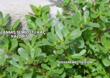 Haşlanmış Semizotu Kaç Kalori?