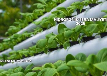 Hidroponik Sera Maliyeti 2025
