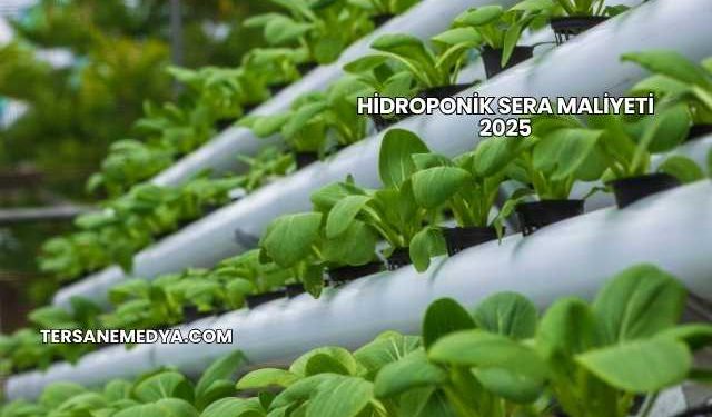 Hidroponik Sera Maliyeti 2025