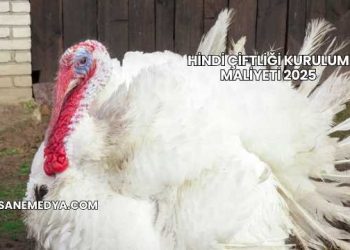 Hindi Çiftliği Kurulum Maliyeti 2025