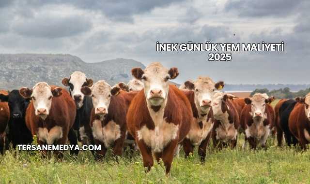 İnek Günlük Yem Maliyeti 2025
