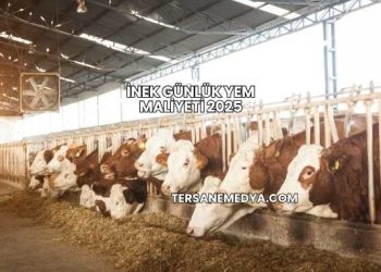 İnek Günlük Yem Maliyeti 2025