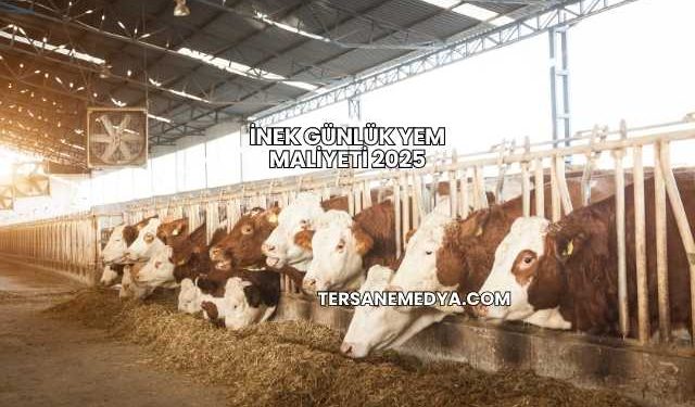 İnek Günlük Yem Maliyeti 2025