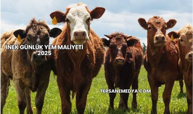 İnek Günlük Yem Maliyeti 2025
