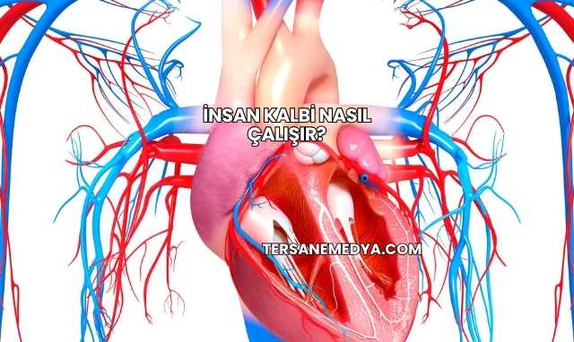 İnsan Kalbi Nasıl Çalışır?