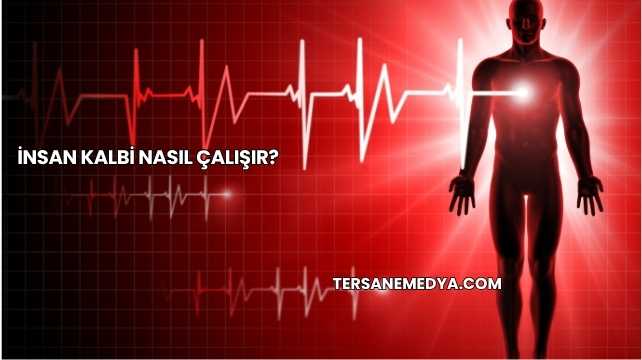 İnsan Kalbi Nasıl Çalışır?