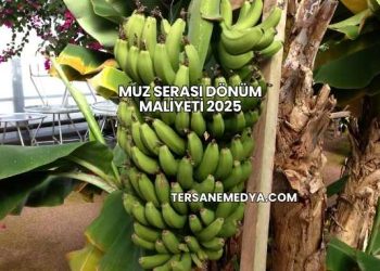 Muz Serası Dönüm Maliyeti 2025