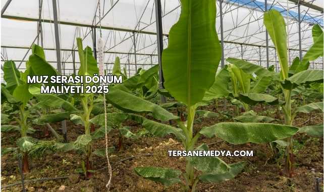 Muz Serası Dönüm Maliyeti 2025