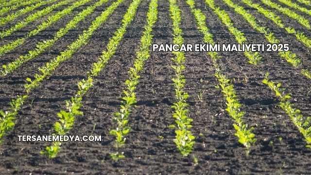 Pancar Ekimi Maliyeti 2025