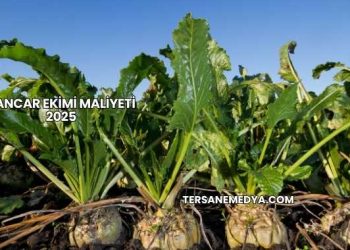 Pancar Ekimi Maliyeti 2025