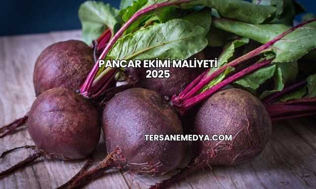 Pancar Ekimi Maliyeti 2025