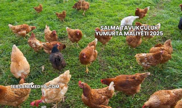 Salma Tavukçuluk Yumurta Maliyeti 2025