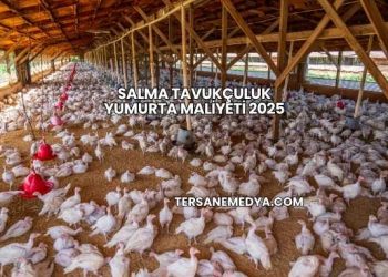 Salma Tavukçuluk Yumurta Maliyeti 2025