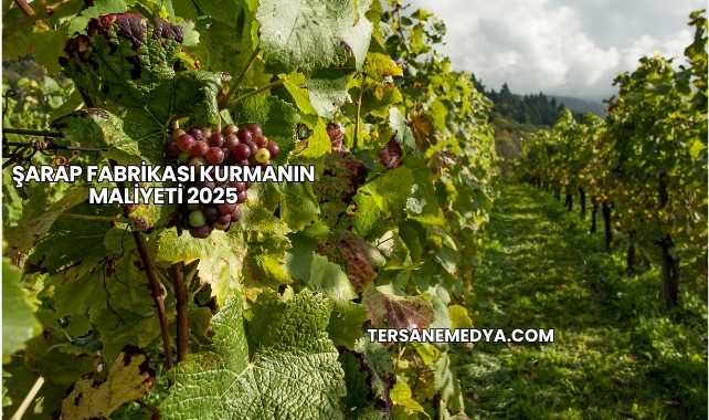 Şarap Fabrikası Kurmanın Maliyeti 2025