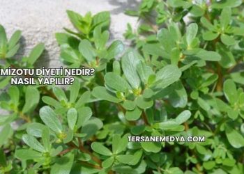 Semizotu Diyeti Nedir? Nasıl Yapılır?