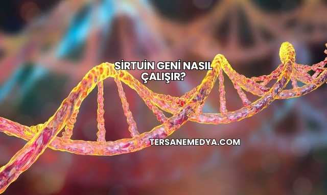 Sirtuin Geni Nasıl Çalışır?