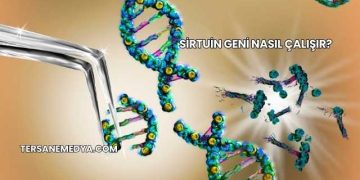 Sirtuin Geni Nasıl Çalışır?