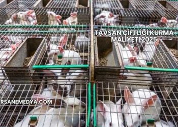 Tavşan Çiftliği Kurma Maliyeti 2025