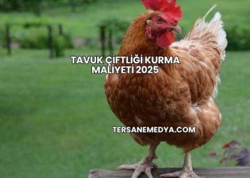 Tavuk Çiftliği Kurma Maliyeti 2025