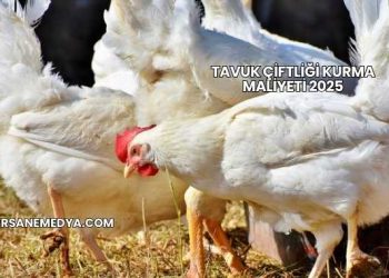 Tavuk Çiftliği Kurma Maliyeti 2025