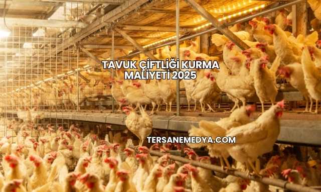 Tavuk Çiftliği Kurma Maliyeti 2025