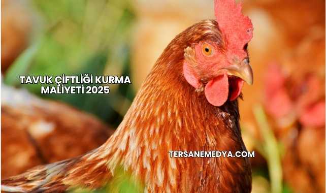 Tavuk Çiftliği Kurma Maliyeti 2025