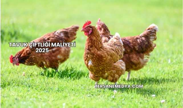 Tavuk Çiftliği Maliyeti 2025