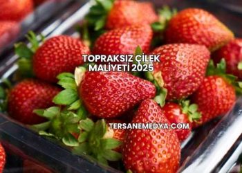 Topraksız Çilek Maliyeti 2025