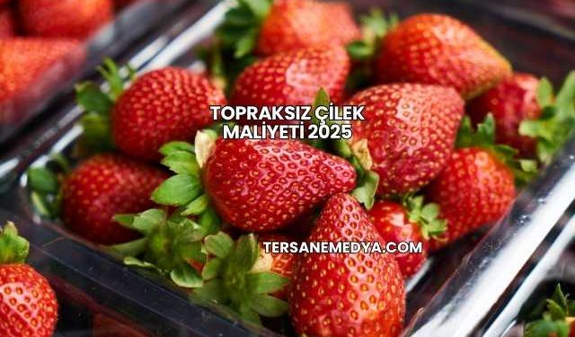 Topraksız Çilek Maliyeti 2025
