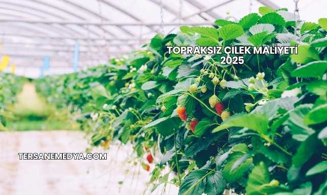 Topraksız Çilek Maliyeti 2025